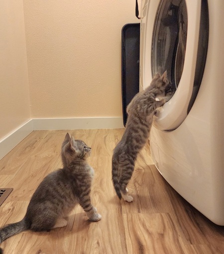 Entry image for Two of The Seven Dwarfs . Clicking this image will show a larger photo