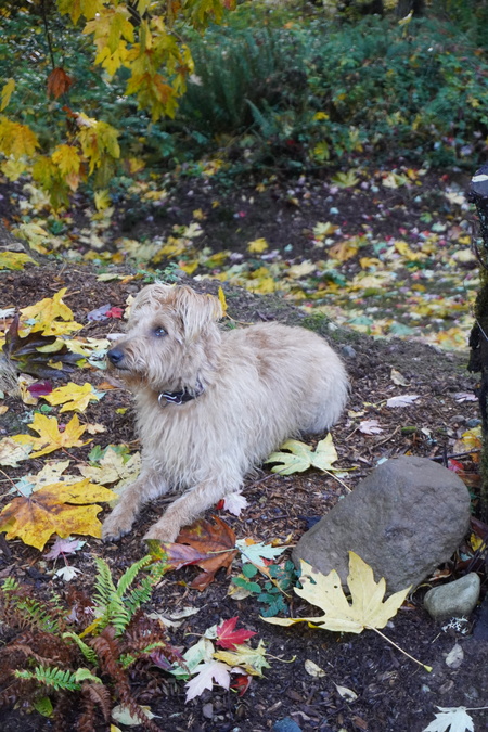 Entry image for Roxy. Clicking this image will show a larger photo