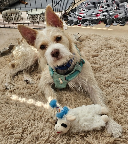 Entry image for Coco (Adoptable at Homeward Pet). Clicking this image will show a larger photo