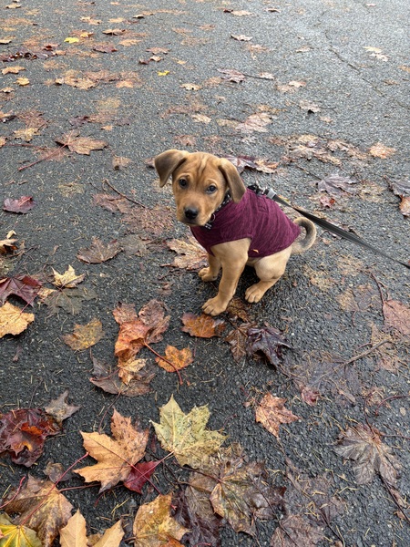 Entry image for Josie (FKA Tater Tot). Clicking this image will show a larger photo