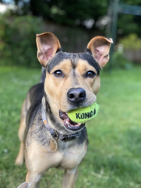 Entry image for Bosco. Clicking this image will show a larger photo