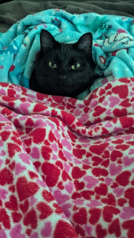 Entry image for JeeJee. Clicking this image will show a larger photo