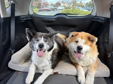 Entry image for Nala & Simba. Clicking this image will show a larger photo