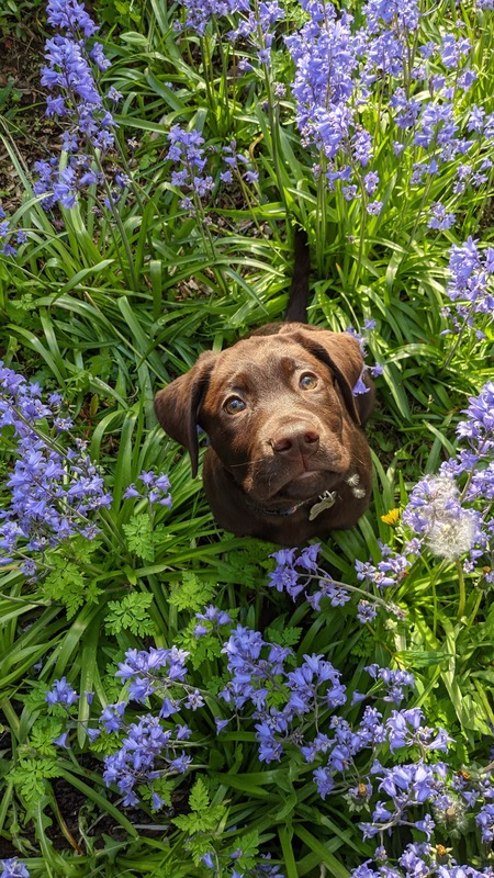 Entry image for Goose. Clicking this image will show a larger photo