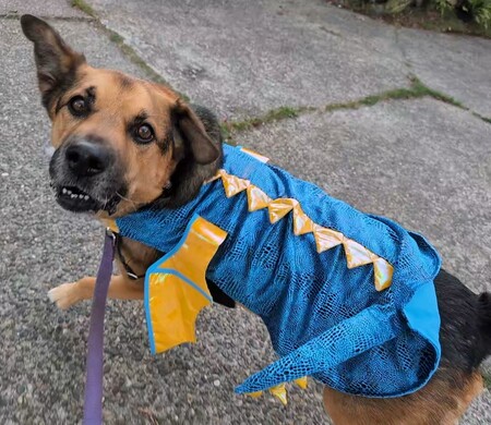 Entry image for Gordon. Clicking this image will show a larger photo