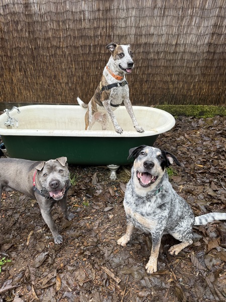 Entry image for Spot x2 and Smoke. Clicking this image will show a larger photo