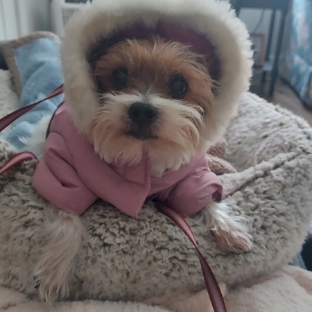 Entry image for Honey. Clicking this image will show a larger photo