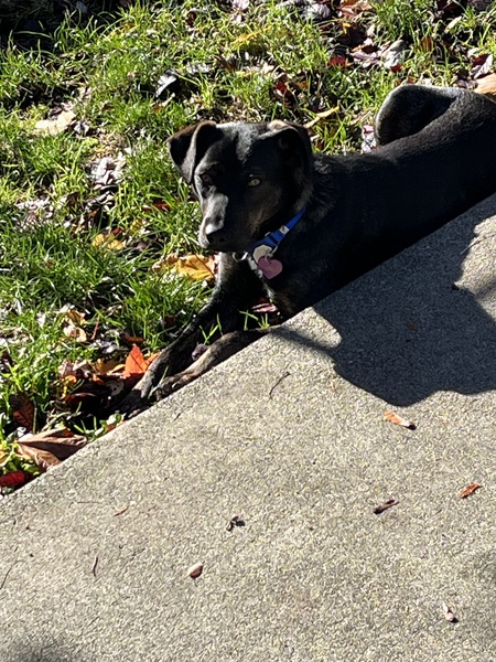 Entry image for Calypso . Clicking this image will show a larger photo