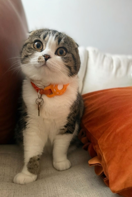 Entry image for Moira . Clicking this image will show a larger photo