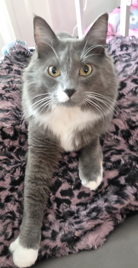 Entry image for Miles. Clicking this image will show a larger photo