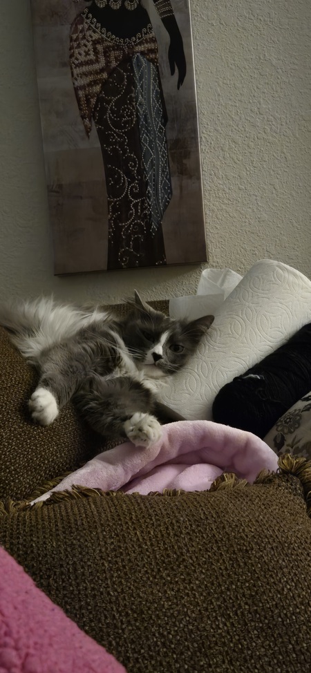 Entry image for Zelda. Clicking this image will show a larger photo