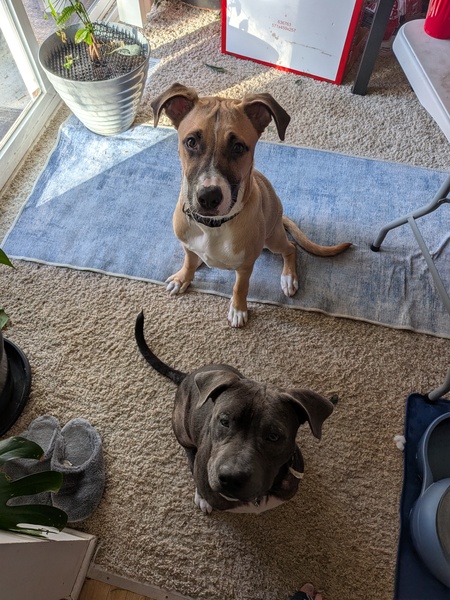 Entry image for Freddie and Igor. Clicking this image will show a larger photo