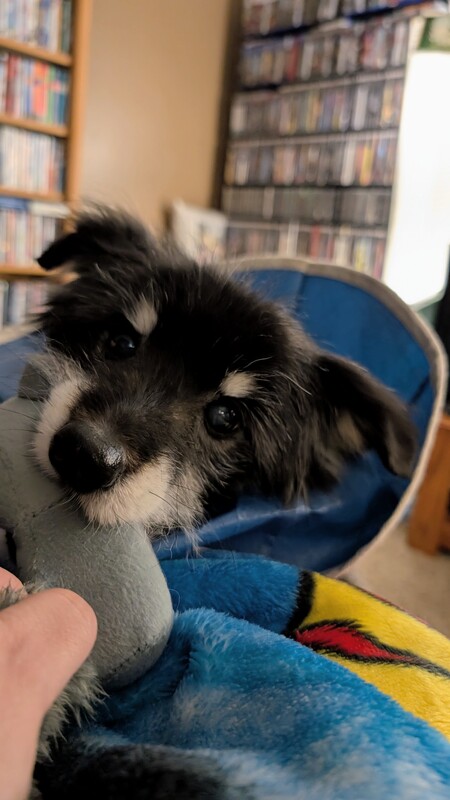 Entry image for Boomer. Clicking this image will show a larger photo