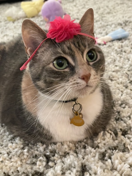 Entry image for Gracie. Clicking this image will show a larger photo