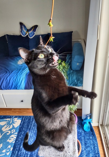 Entry image for Breezy. Clicking this image will show a larger photo