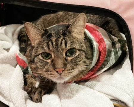 Entry image for Jasmine. Clicking this image will show a larger photo