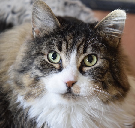 Entry image for Axel . Clicking this image will show a larger photo