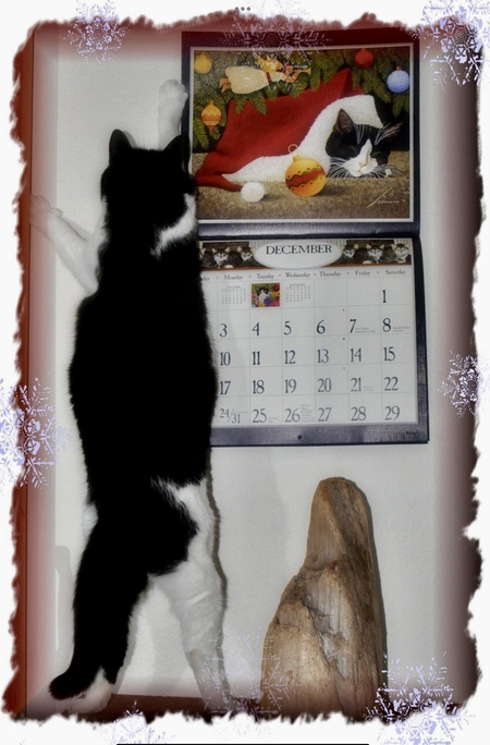 Entry image for Scamper (Scampie Doodle). Clicking this image will show a larger photo