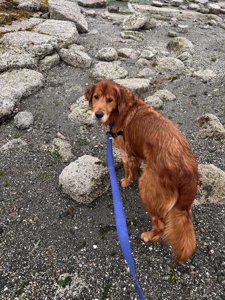 Entry image for Uber. Clicking this image will show a larger photo