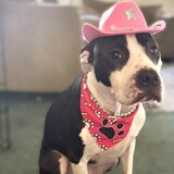 Entry image for Buttons, The Undeniably Adorable Cowgirl