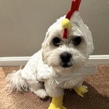 Entry image for Teddy the Chicken!