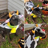 Entry image for Sylvie the Baby Cow