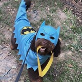 Entry image for Cooper as Batman!
