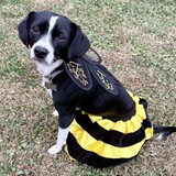 Entry image for Nova the BumbleBee