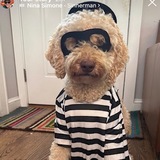 Entry image for Frisbee the Louvre Thief