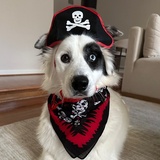 Entry image for Mack the Pirate!