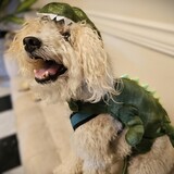 Entry image for Casper the Dinosaur!