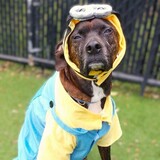 Entry image for Flynn the Minion