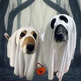Entry image for Barney & Nala  - Haunting Apparitions!