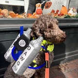 Entry image for Brodie the Scuba Diver!