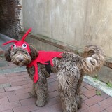 Entry image for Georgia the Lobster!