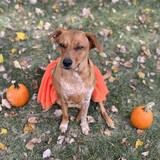 Entry image for Penny the Pumpkin!