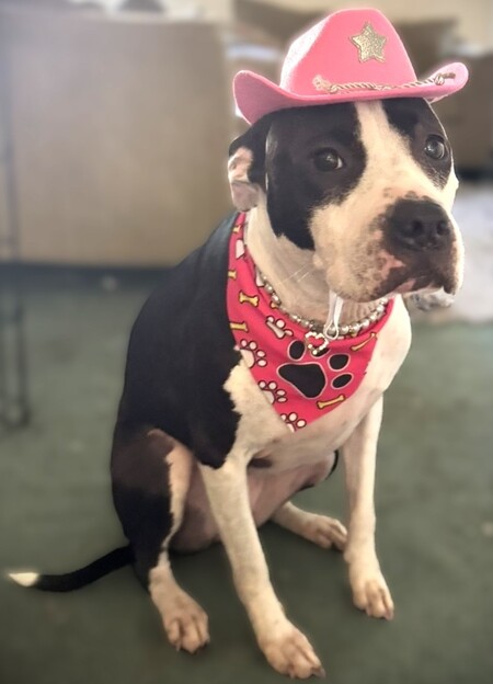 Entry image for Buttons, The Undeniably Adorable Cowgirl. Clicking this image will show a larger photo