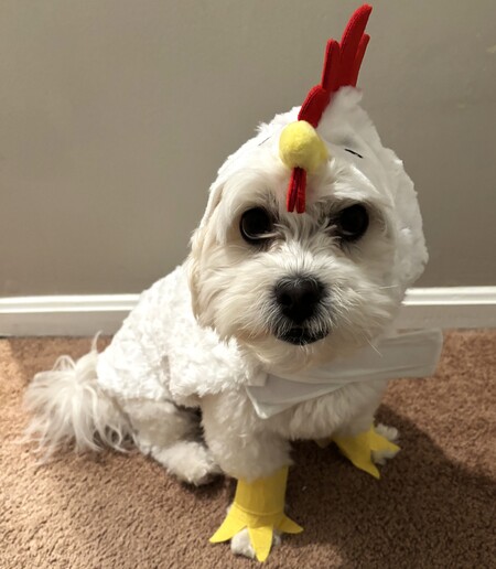 Entry image for Teddy the Chicken!. Clicking this image will show a larger photo