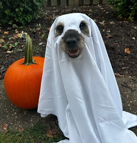 Entry image for Remy (Spooky Ghost). Clicking this image will show a larger photo