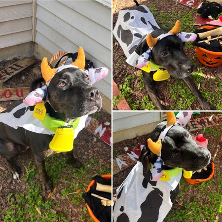 Entry image for Sylvie the Baby Cow. Clicking this image will show a larger photo