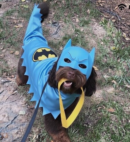 Entry image for Cooper as Batman!. Clicking this image will show a larger photo