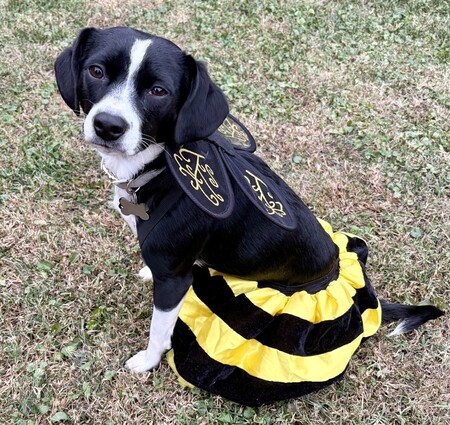 Entry image for Nova the BumbleBee. Clicking this image will show a larger photo
