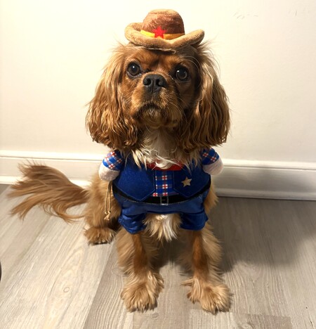 Entry image for Ozzy the New Sheriff in Town. Clicking this image will show a larger photo