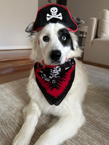 Entry image for Mack the Pirate!. Clicking this image will show a larger photo