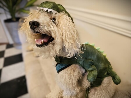 Entry image for Casper the Dinosaur!. Clicking this image will show a larger photo