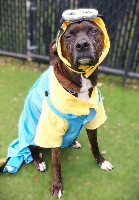 Entry image for Flynn the Minion. Clicking this image will show a larger photo