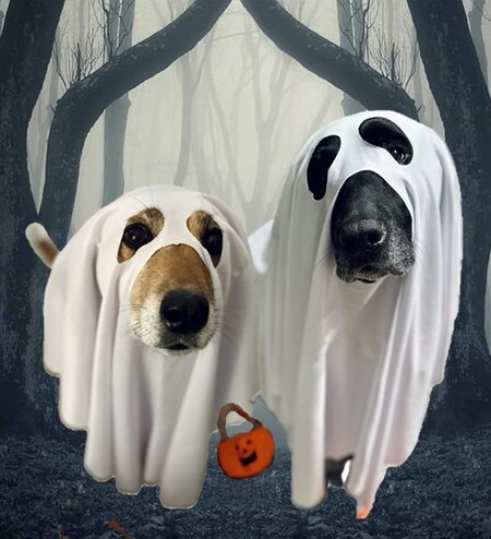 Entry image for Barney & Nala  - Haunting Apparitions!. Clicking this image will show a larger photo