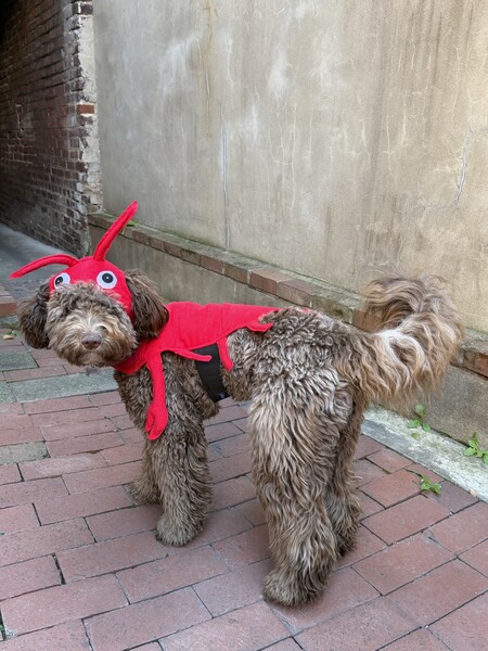 Entry image for Georgia the Lobster!. Clicking this image will show a larger photo