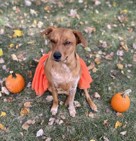 Entry image for Penny the Pumpkin!. Clicking this image will show a larger photo