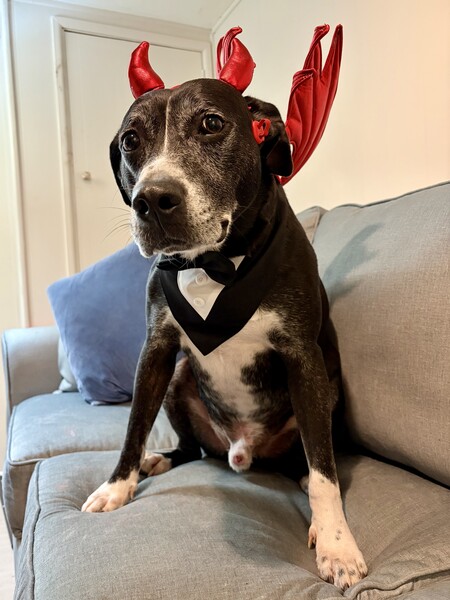 Entry image for Frankie the Handsome Devil!. Clicking this image will show a larger photo